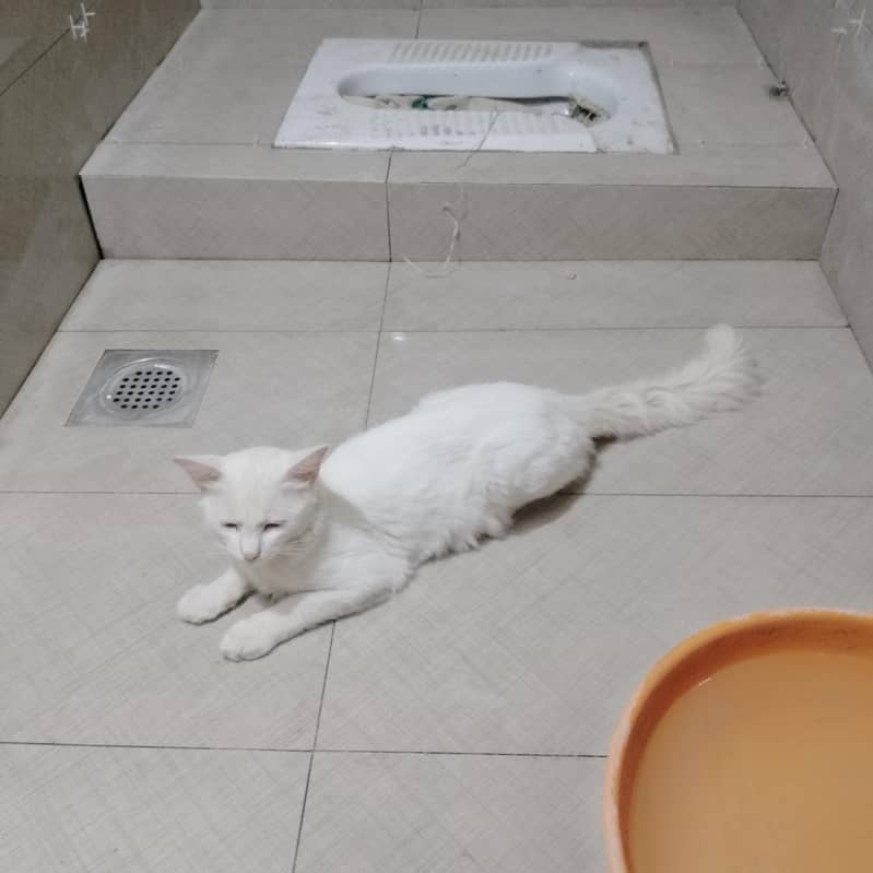 persion cat 1
