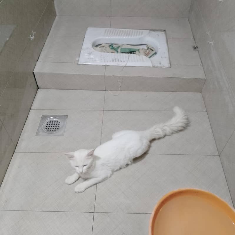 persion cat 2