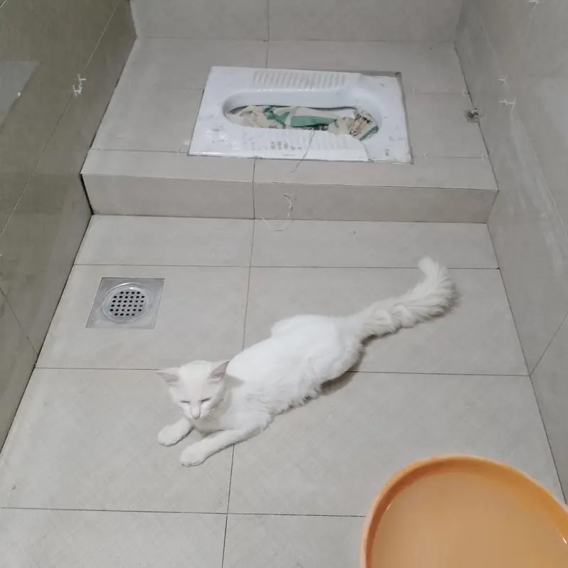 persion cat — photo 3