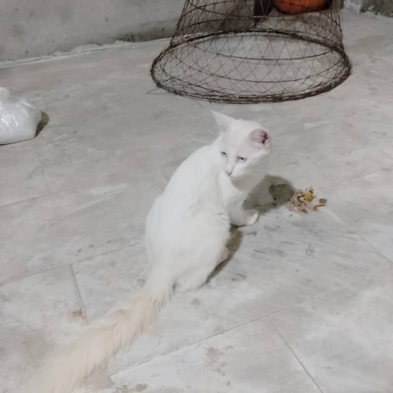 persion cat 3