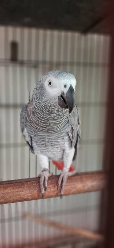 African Grey Parrot