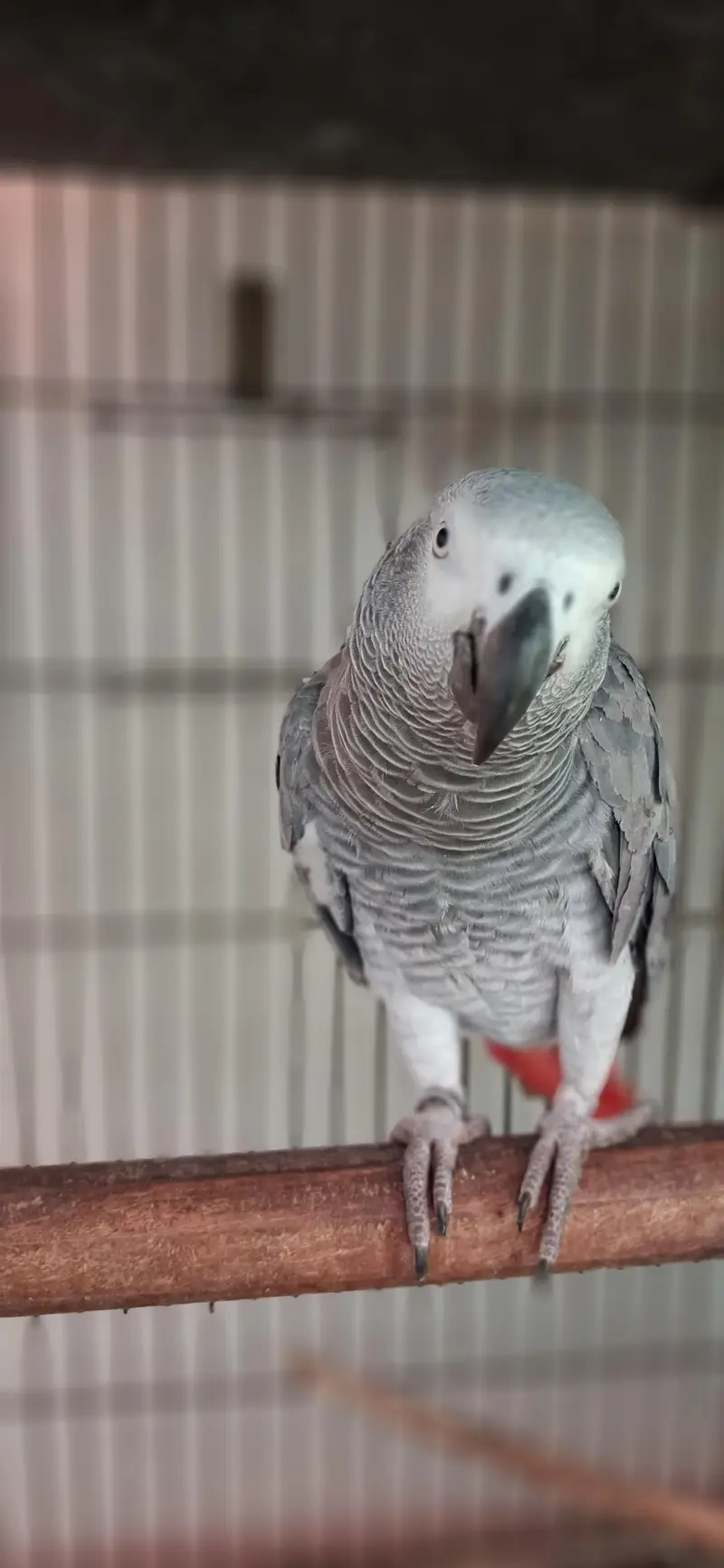 African Grey Parrot — photo 2