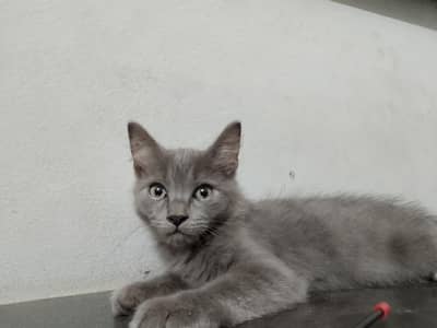grey kitten