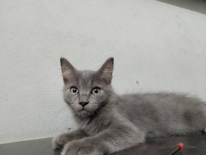 grey kitten 0