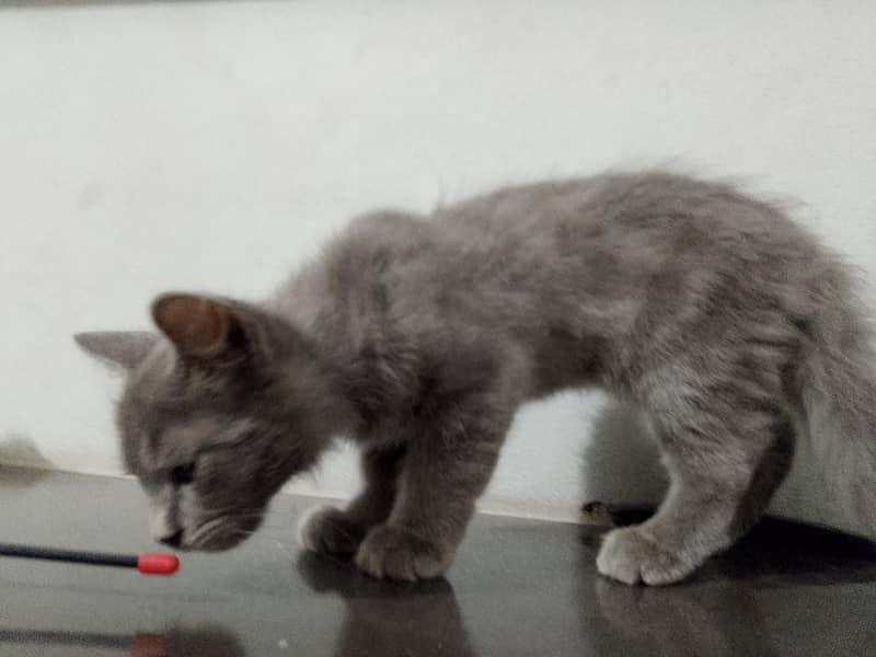 grey kitten 1