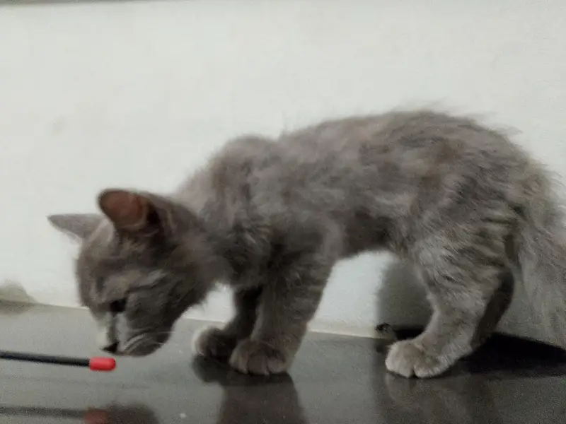grey kitten — photo 2