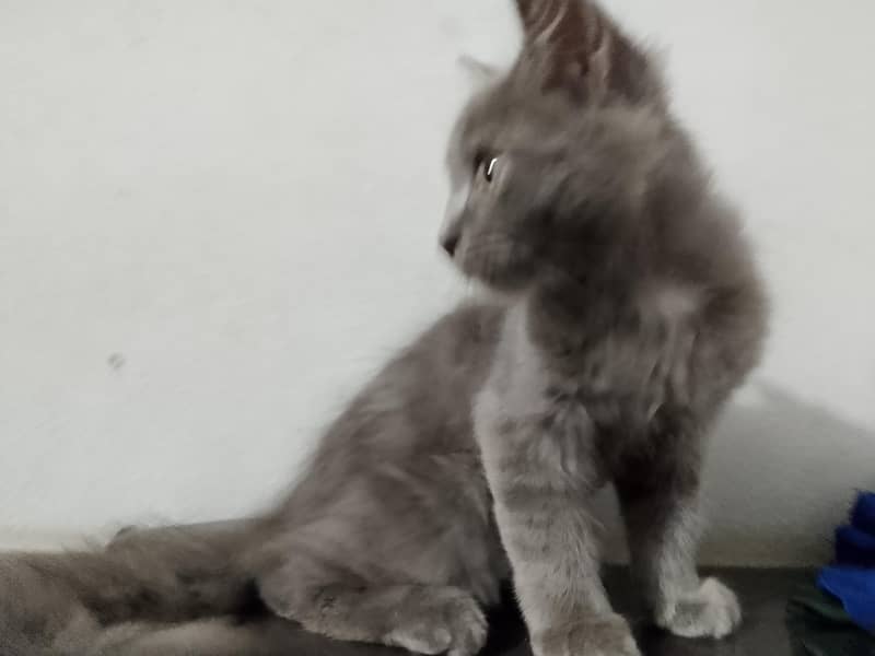 grey kitten 2
