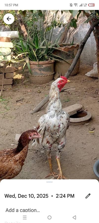 lakha murga sale ho gya hai ap new murga hai
