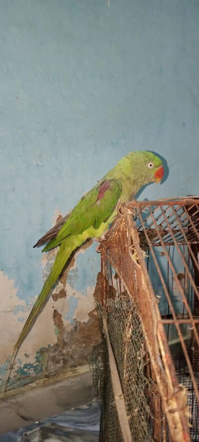 Female raw parrot sale.