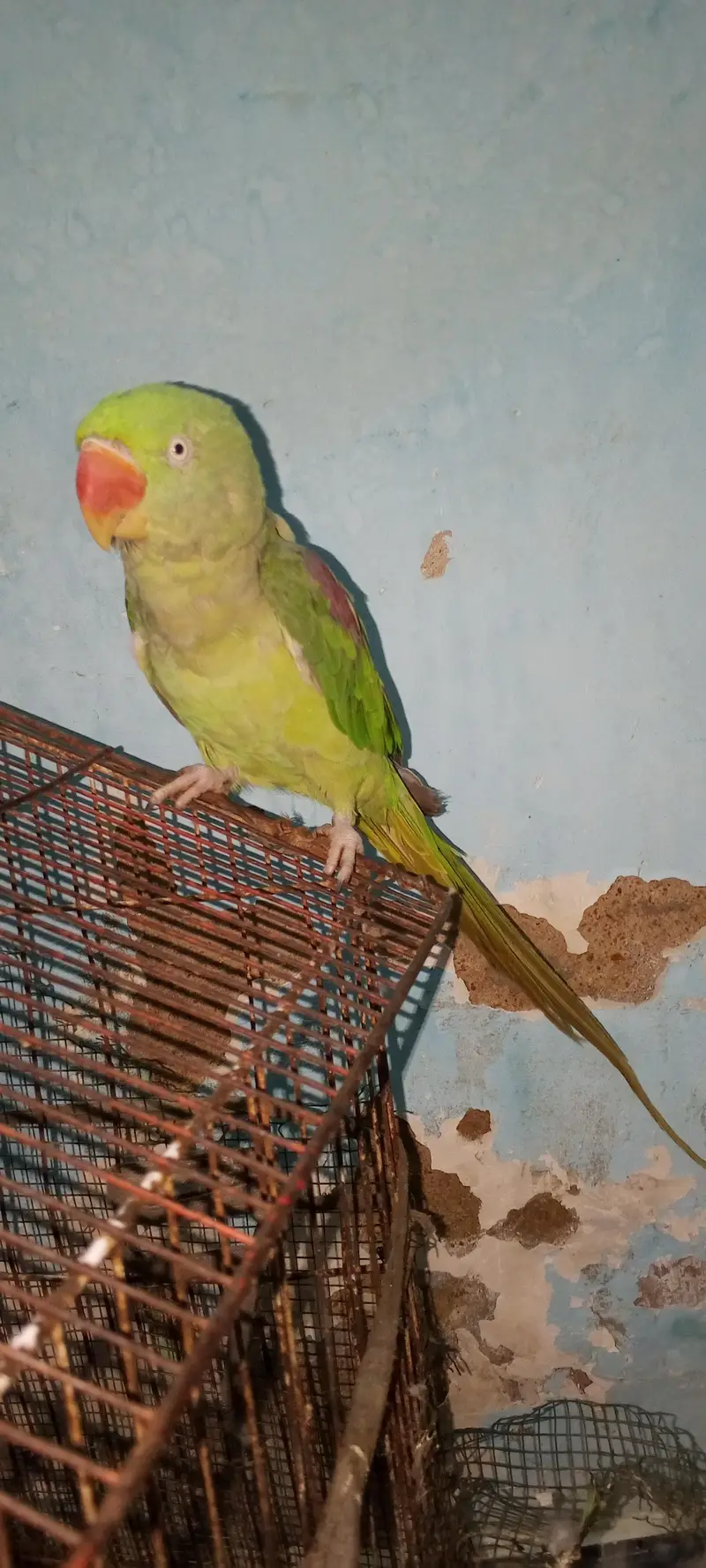 Female raw parrot sale. — photo 2