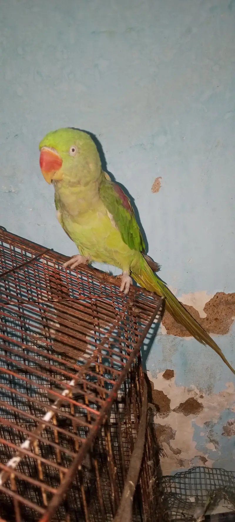 Female raw parrot sale. — photo 3