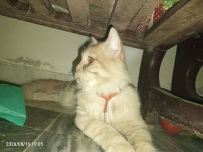 Persian cat urgent sale