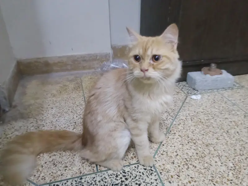 Persian cat urgent sale — photo 2