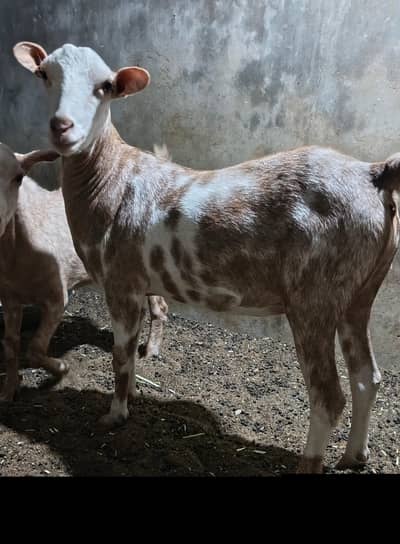 Teddy bakri Goat 2 dant fresh