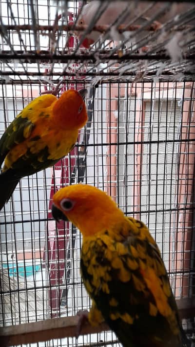 Sun Conure Pair