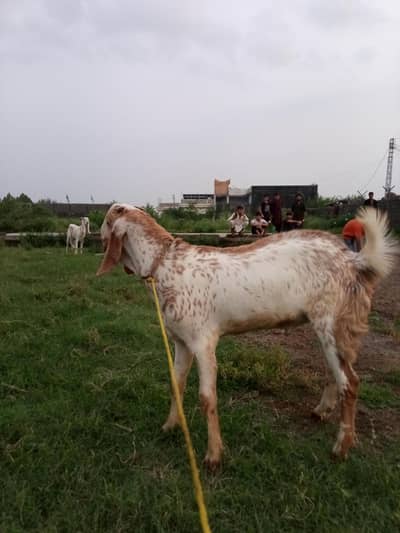 Maakhi Cheena Bakra