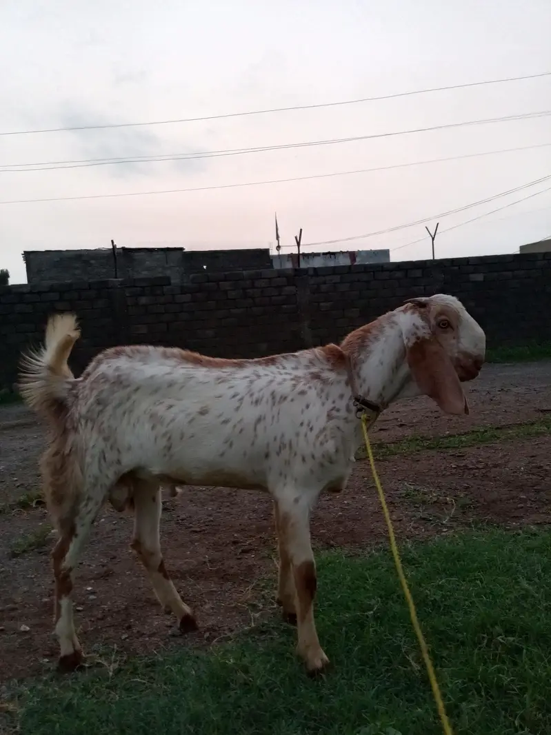 Maakhi Cheena Bakra — photo 2