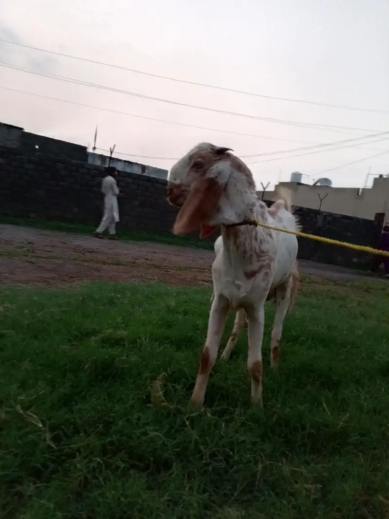 Maakhi Cheena Bakra — photo 3