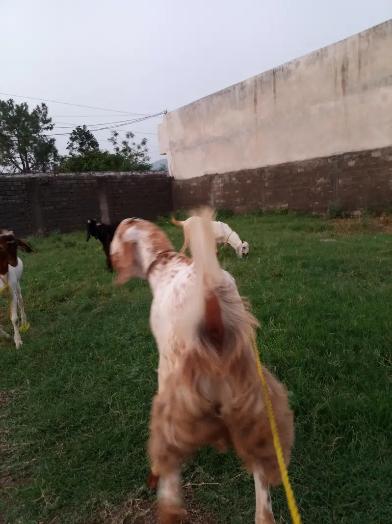 Maakhi Cheena Bakra — photo 4