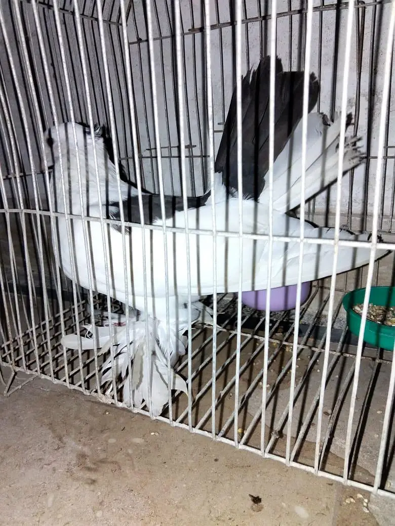 laka kabotar — photo 2