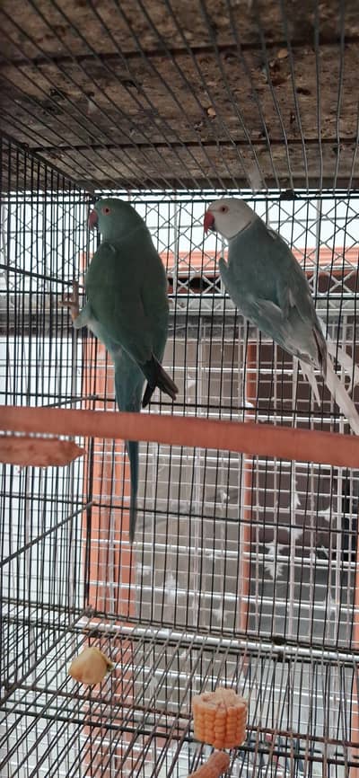 Blue CHCT Ringneck Pair
