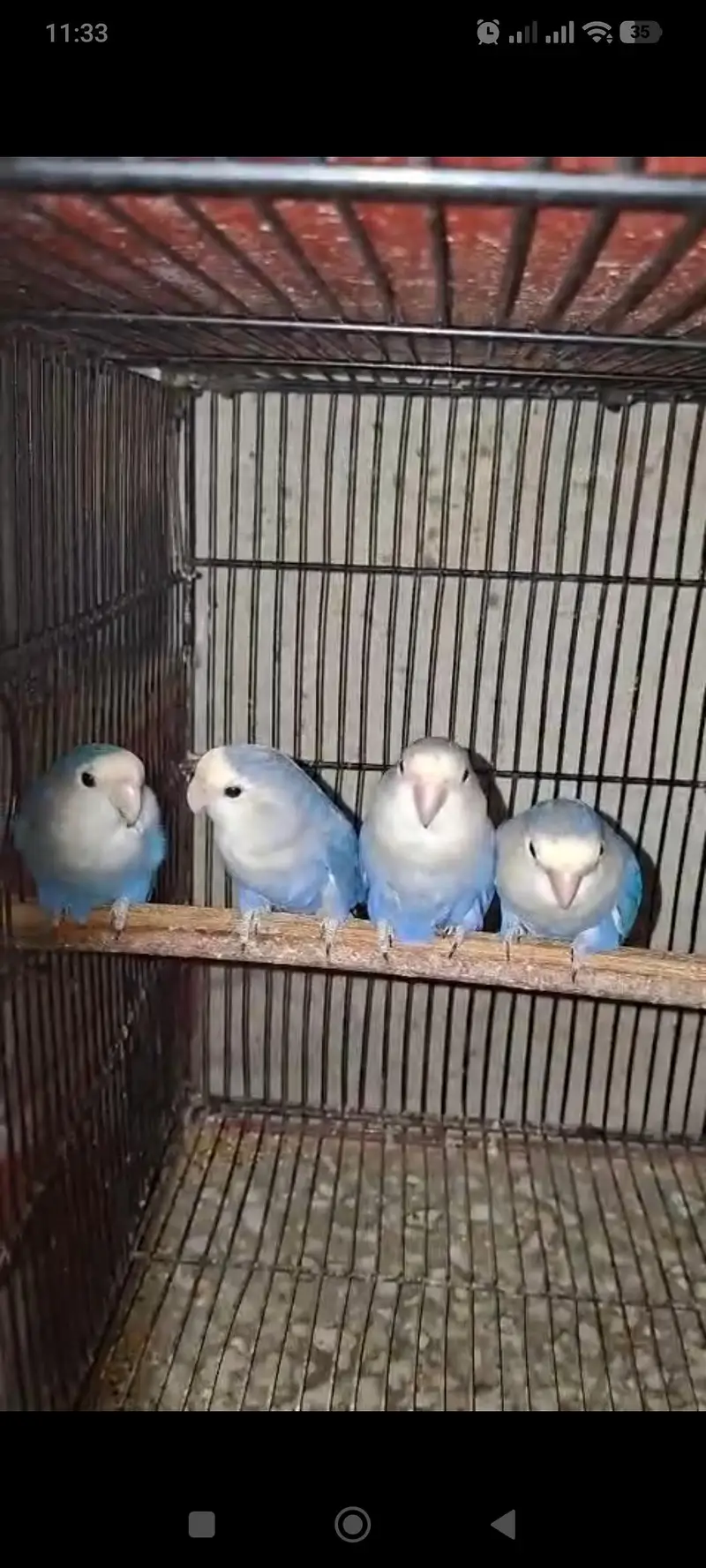 Love Birds Violet Rosicollie First Read Add Then Chat Price is for 1 — photo 2