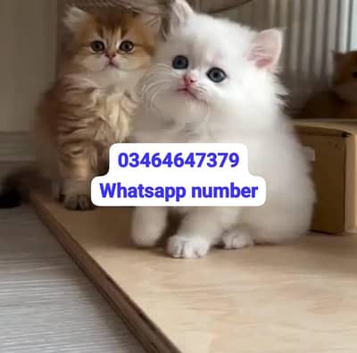 Persian female kitten for sale contact Whatsapp