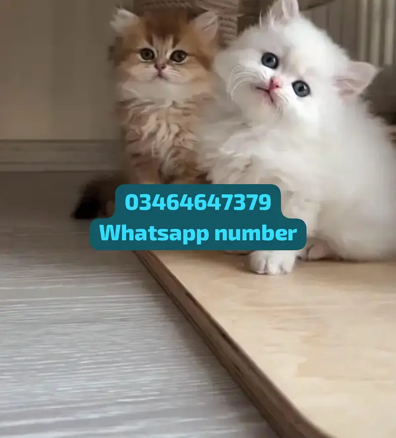 Persian female kitten for sale contact Whatsapp — photo 2