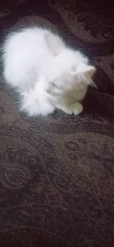 pure Persian