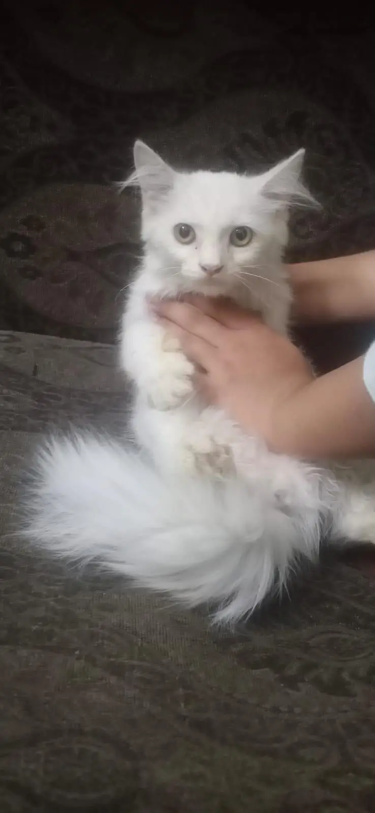 pure Persian — photo 2