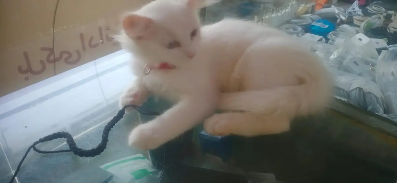 pure Persian — photo 3