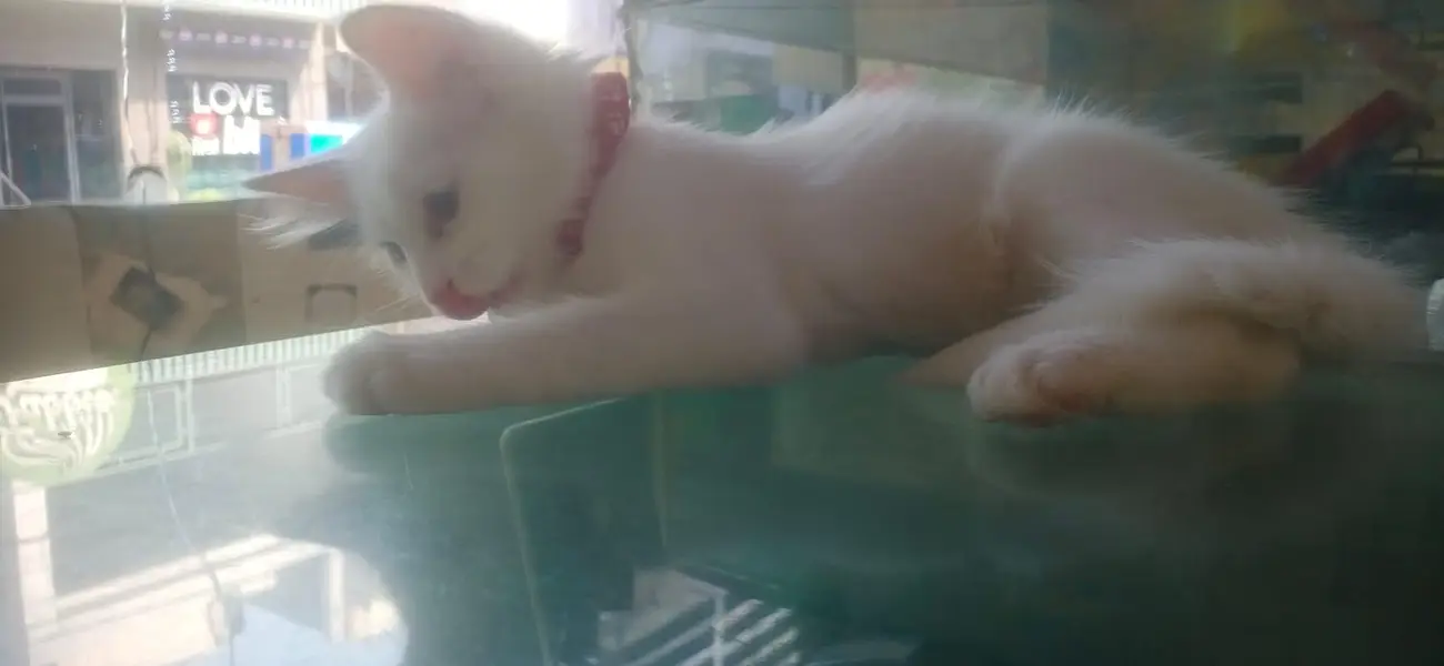 pure Persian — photo 4