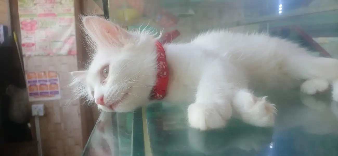 pure Persian — photo 5