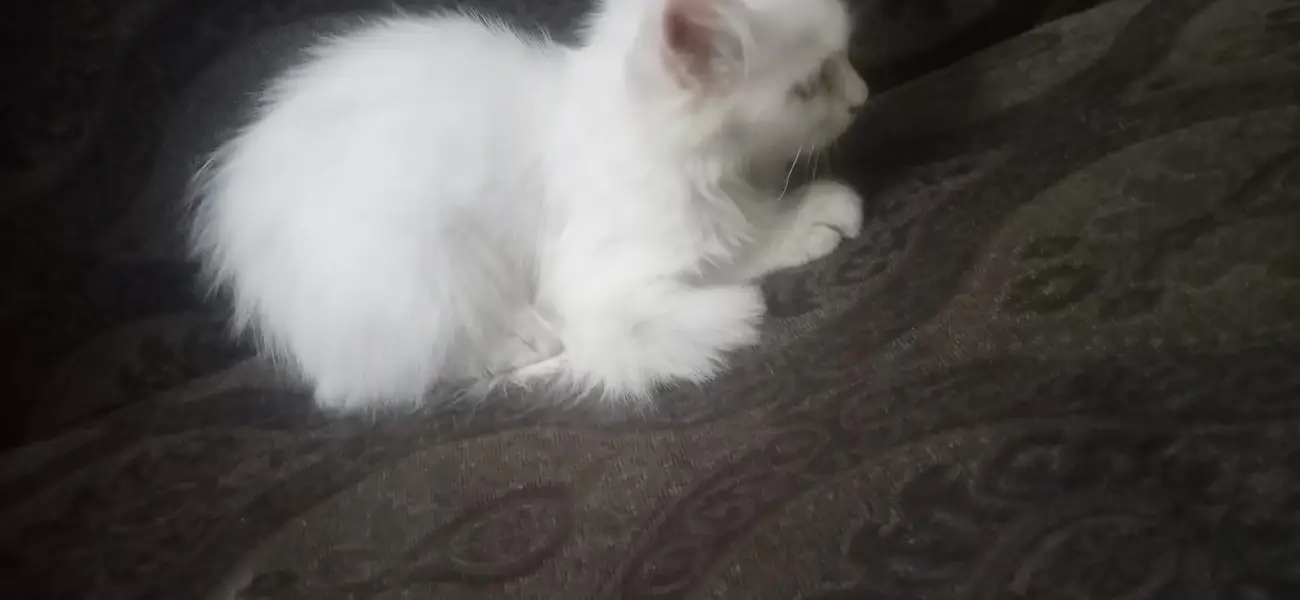 pure Persian — photo 6