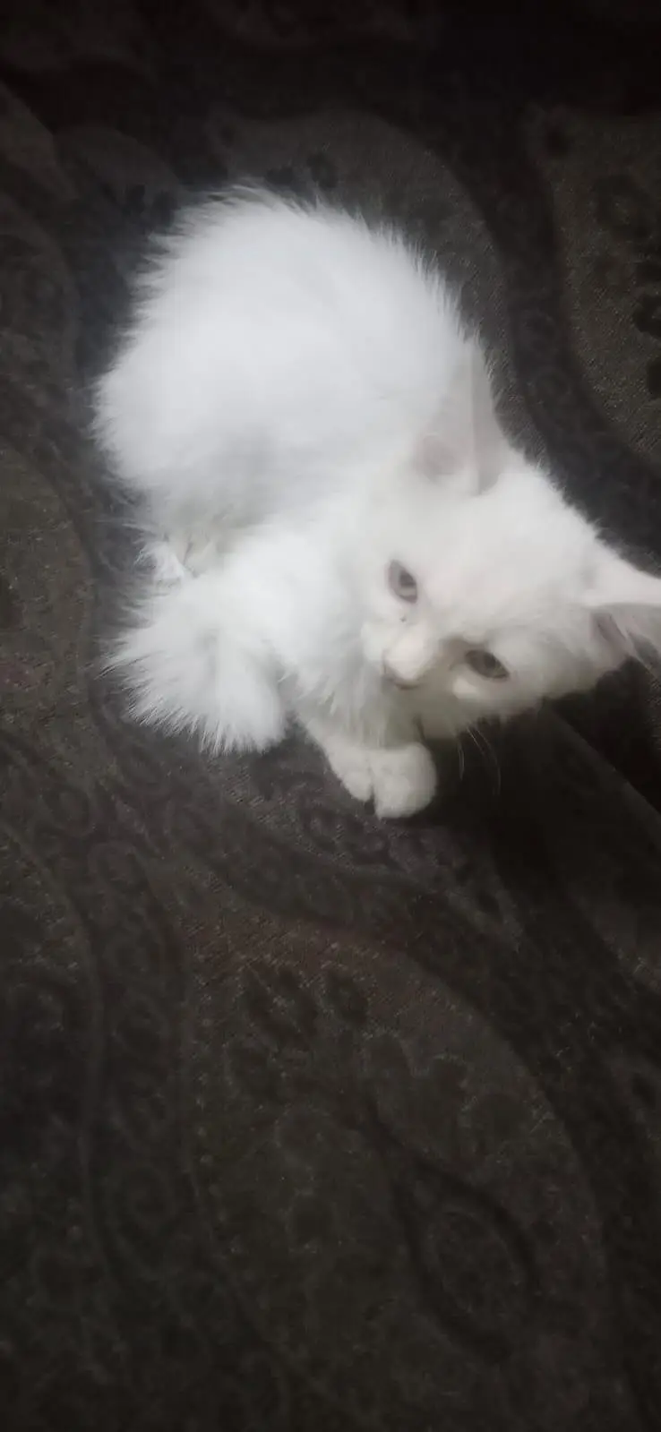 pure Persian — photo 7