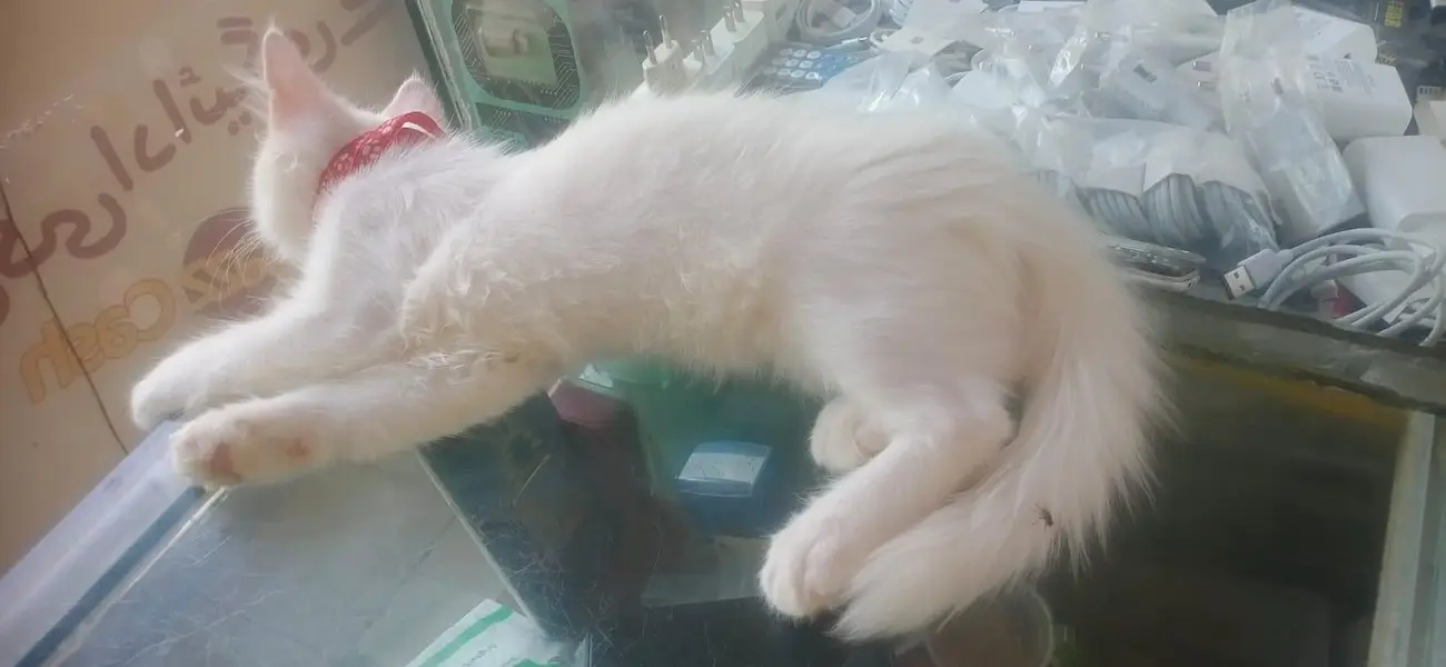 pure Persian — photo 8