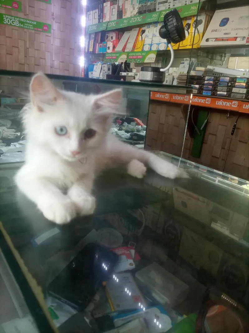 pure Persian — photo 9