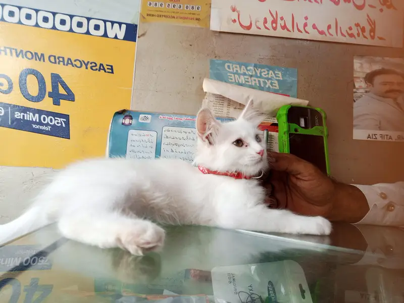 pure Persian — photo 10