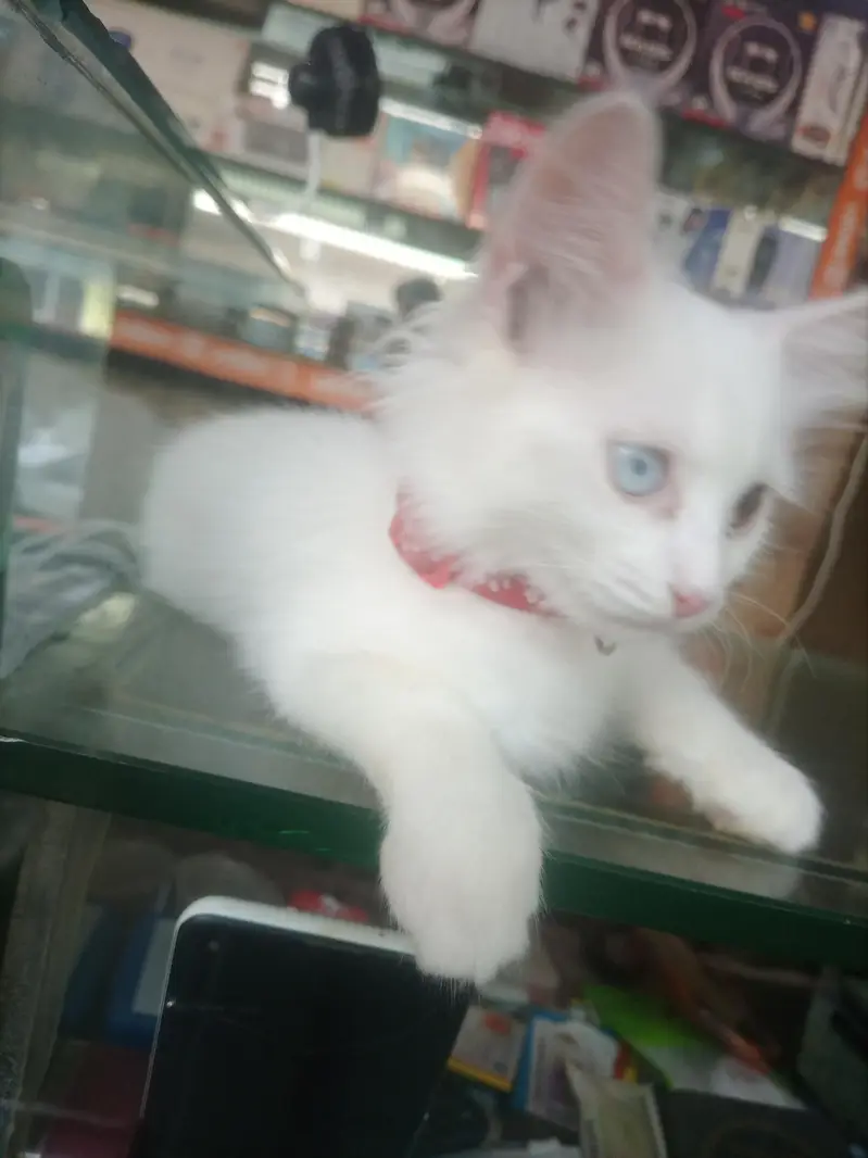 pure Persian — photo 11