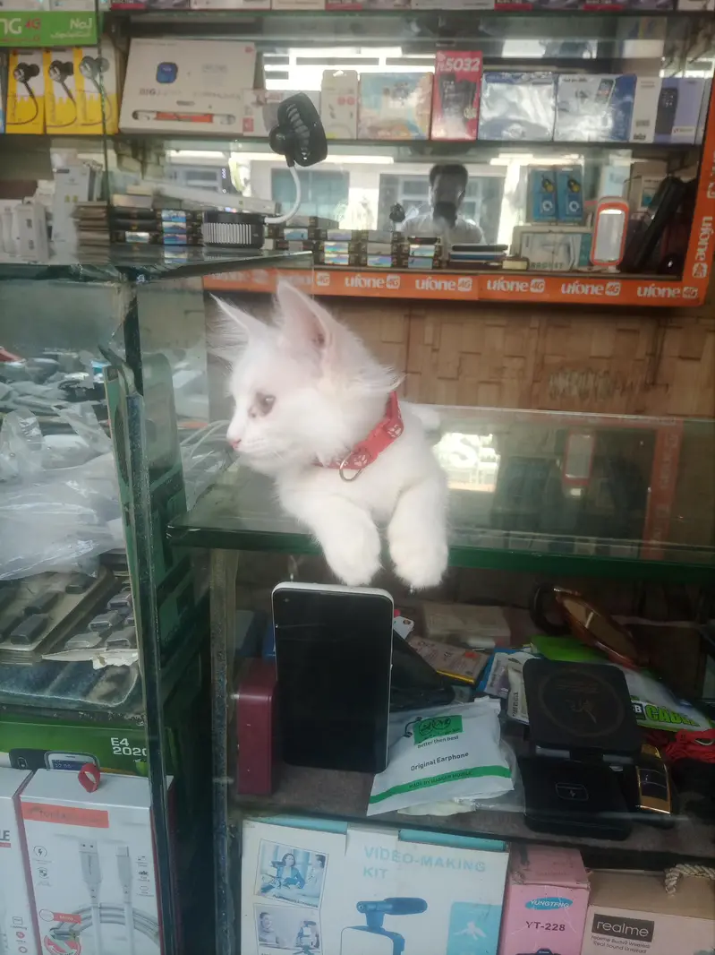 pure Persian — photo 12