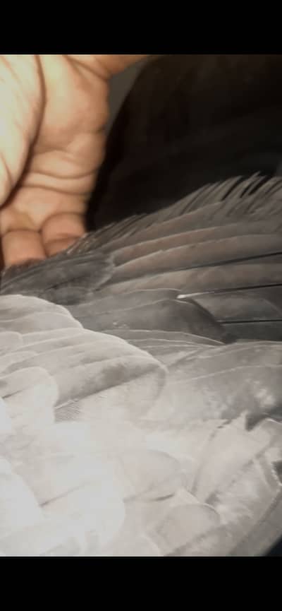 African grey female red factor