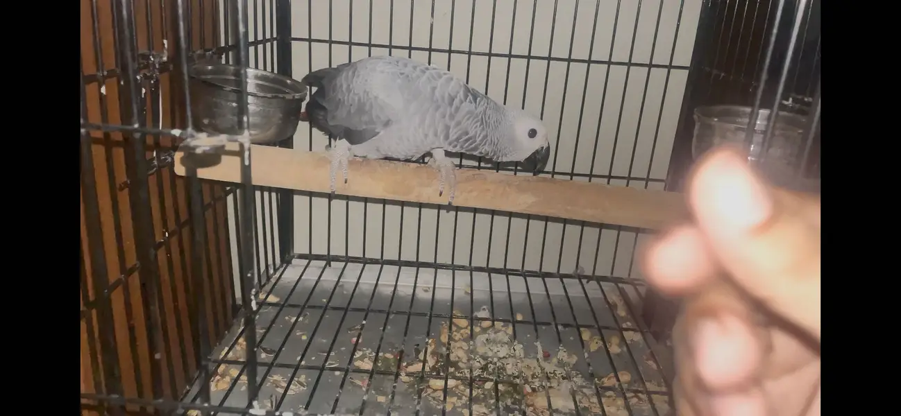 African grey parrot - African gray parrot female red factor tame — photo 2