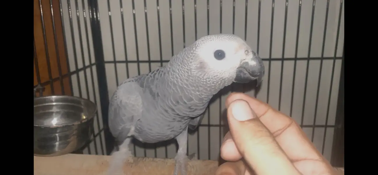 African grey parrot - African gray parrot female red factor tame — photo 6