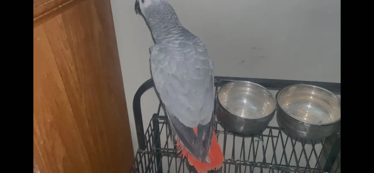 African grey parrot - African gray parrot female red factor tame — photo 4
