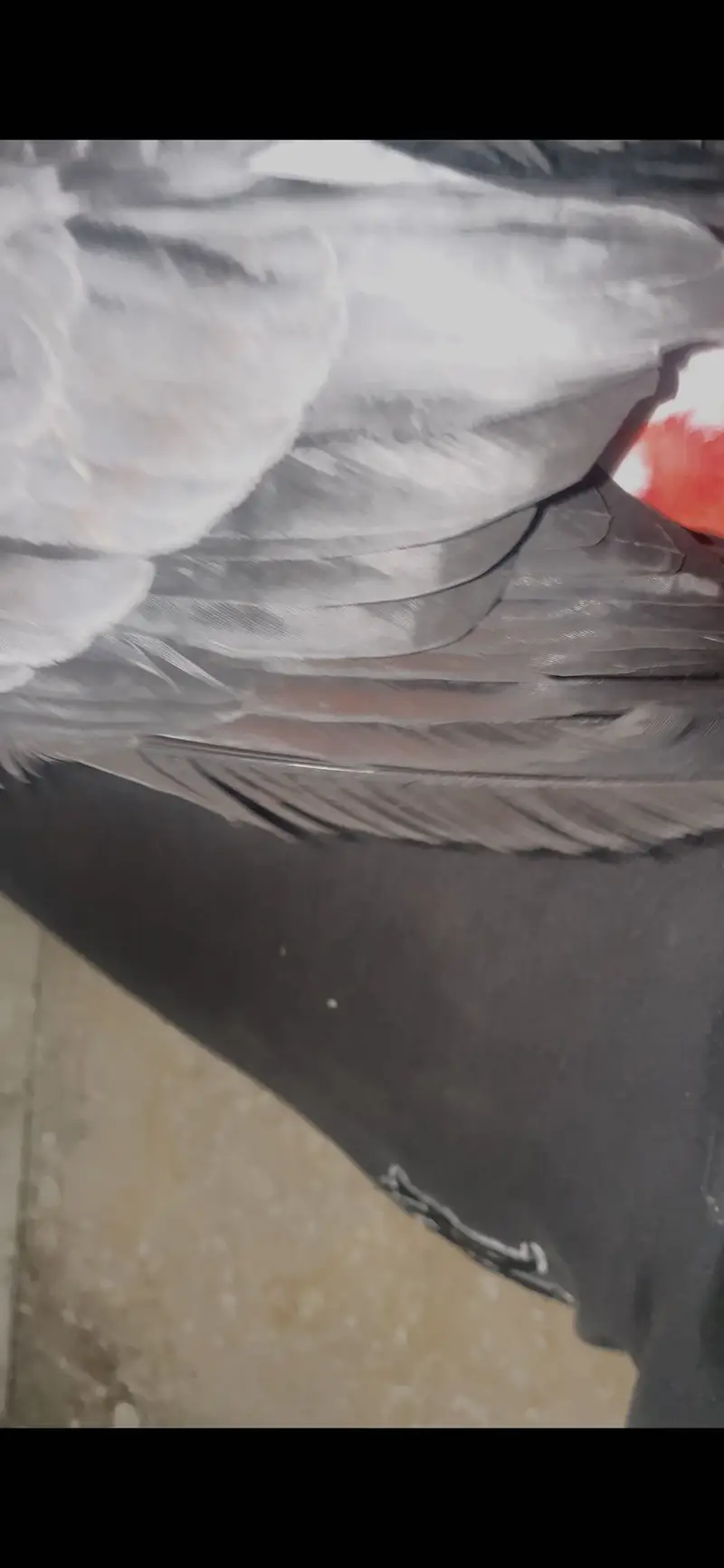 African grey parrot - African gray parrot female red factor tame — photo 5