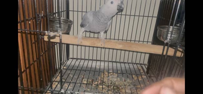 African grey female red factor