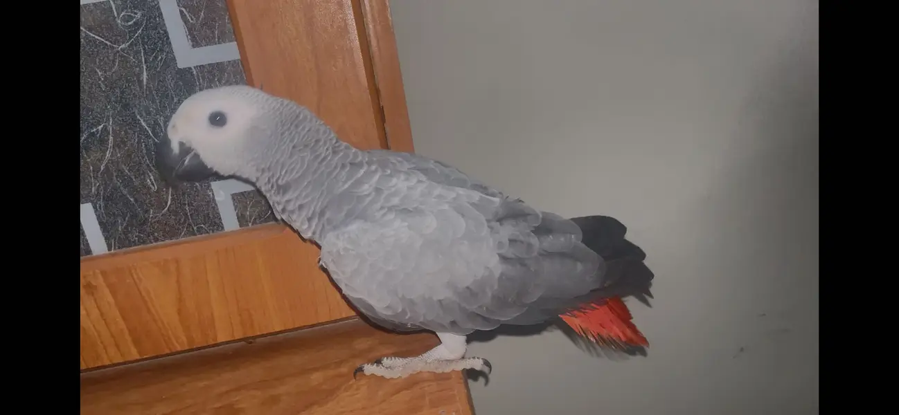 African grey parrot - African gray parrot female red factor tame — photo 7