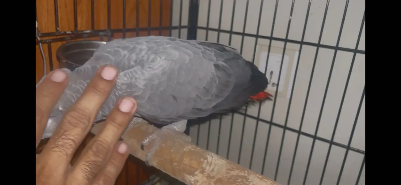 African grey parrot - African gray parrot female red factor tame — photo 8