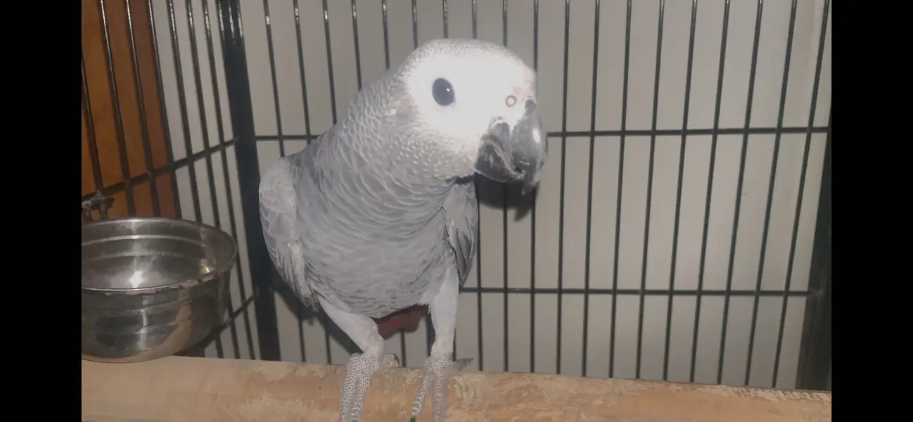 African grey parrot - African gray parrot female red factor tame — photo 10