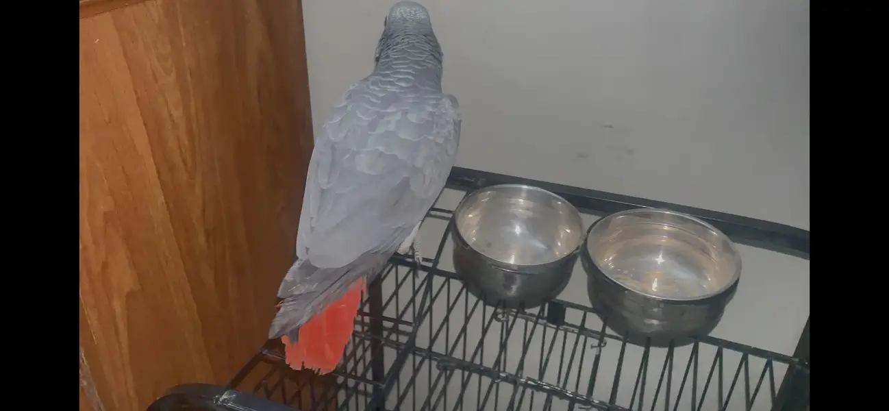 African grey parrot - African gray parrot female red factor tame — photo 12
